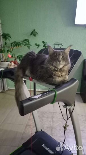 Мейн-кун