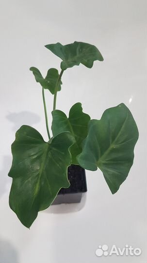 Филодендрон Ксанаду