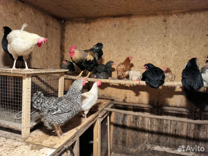 Куры несушки
