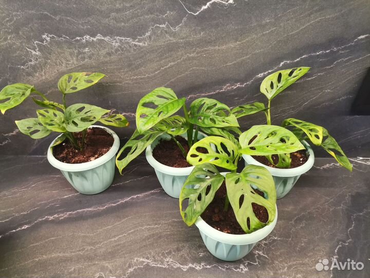 Красивые растения в горшочках