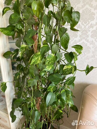 Сциндапсус