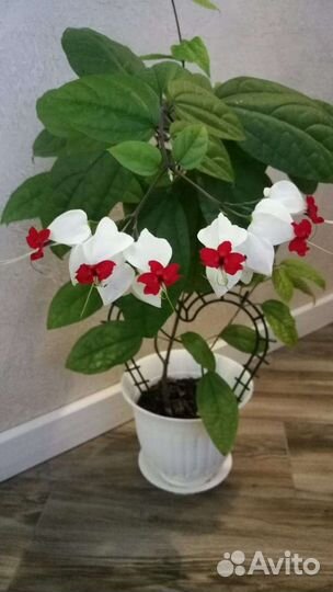 Клерондренрум Томсона и Бегония