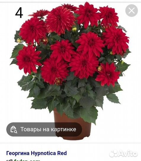 Растения цветы для сада