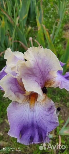Цветы ирисы