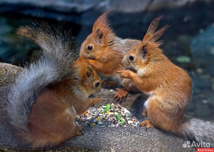 Белки и бельчата
