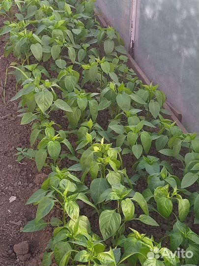 Рассада перца