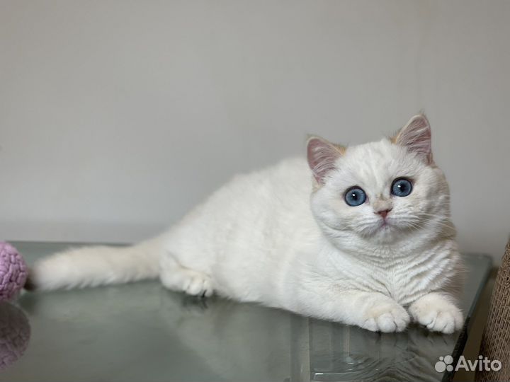 Британская золотая шиншилла