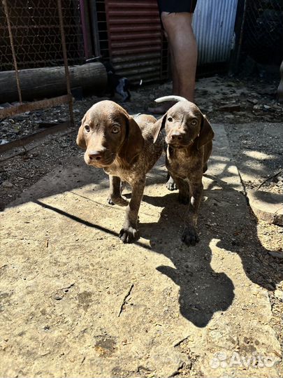 Охотничьи собаки щенки