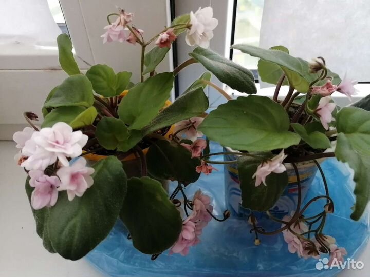 Фиалочка робс ванила трейл