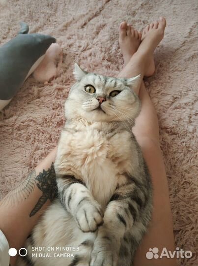 Шотландский кот вязка