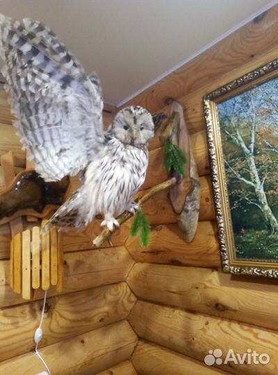 Изготовление чучел