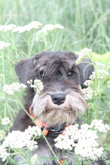 Высокопородные щенки цвергшнауцера