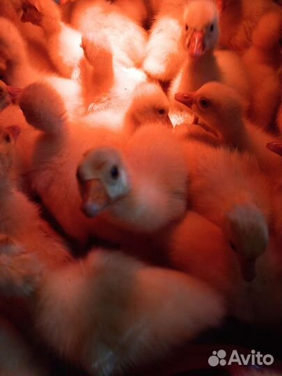 Взрослые гуси