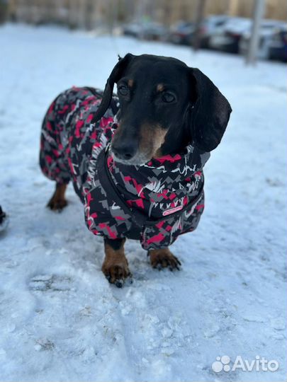 Одежда для собак