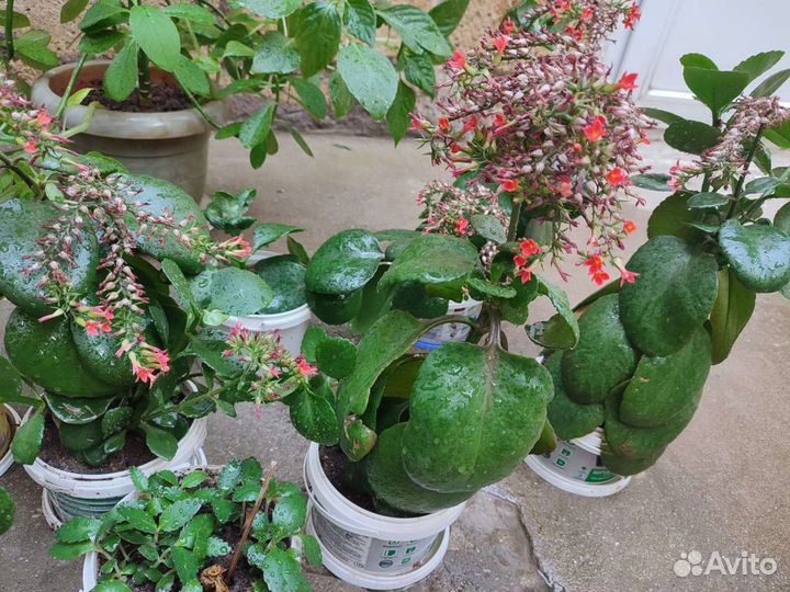 Комнатные растения - каланхоэ, синадениум