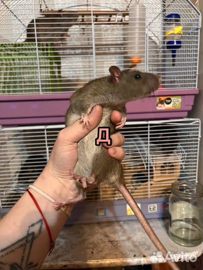 Крыса крысята крыски
