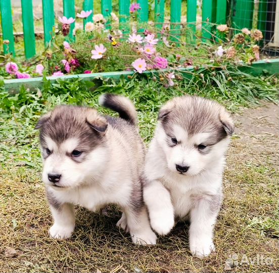 Собаки щенки