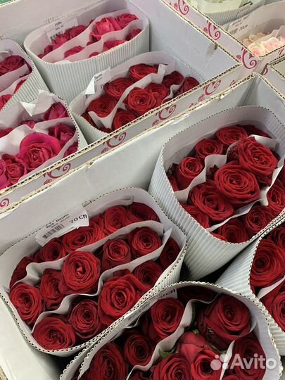 Розы, букет 51 роза, 101 роза