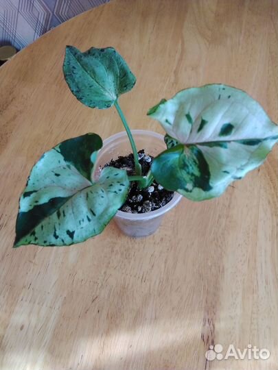 Сингониум Орн нак, Серый призрак, пальма