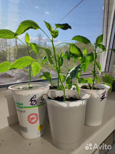 Рассада перцев