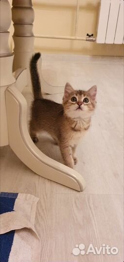 Котята Британской шиншиллы