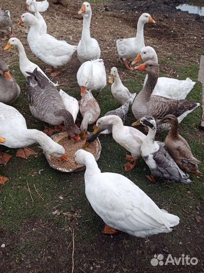 Утки /Индийский бегунок