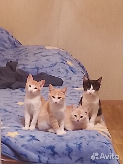 Котята в самые нежные и добрые руки