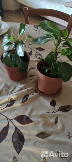 Продам цветы комнатные