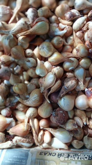 Луковицы тюльпанов