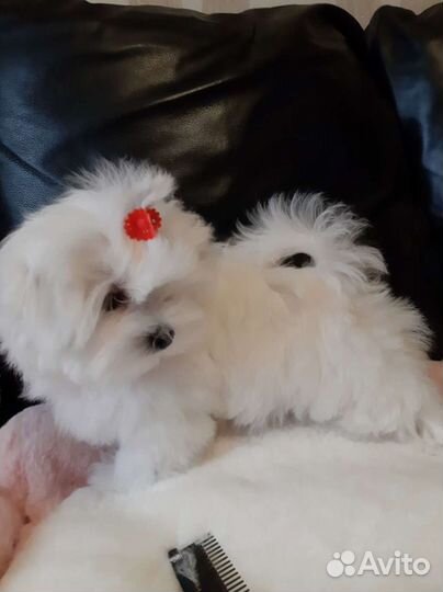 Роскошные Мальтезе. Мальтийская болонка