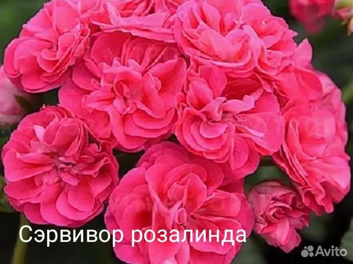 Сортовые пеларгонии