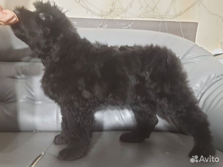 Щенки Русского Черного терьера