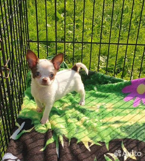 Супер мини Чихуахуа