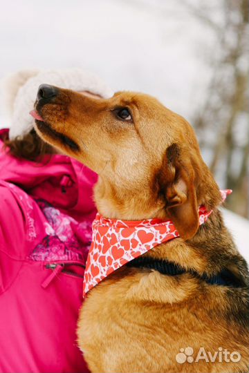 Собака в добрые руки девочка