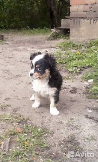 Мини той-терьер