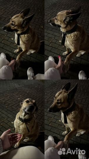 Собака в добрые руки