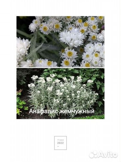 Лаконос, крокосмия и др