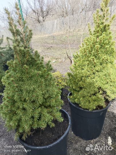 Саженцы хвойных