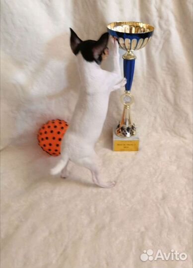 Американский той фокстерьер (Амертой)