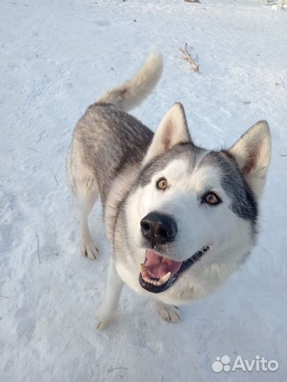 Вольф ищет дом