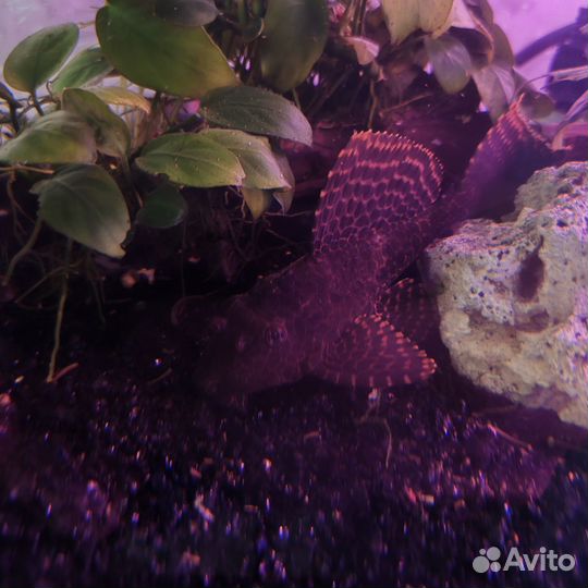 Аквариумные рыбки