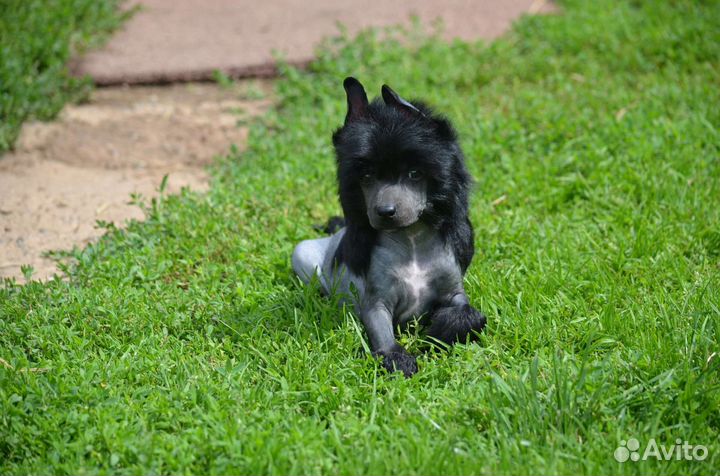 Китайская хохлатая