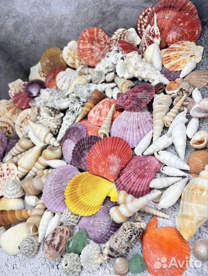 Морские ракушки раковины
