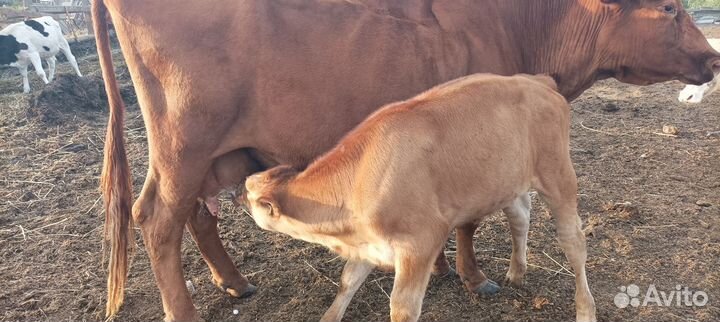 С/х животные коровы