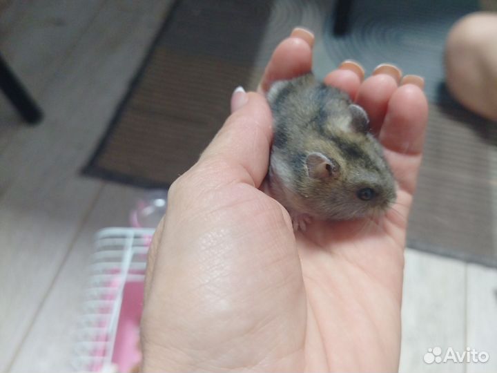 Джунгарский хомяк с клеткой