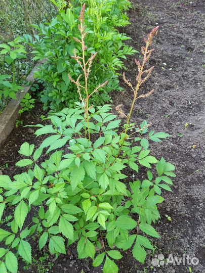 Комнатные растения цветы с доставкой