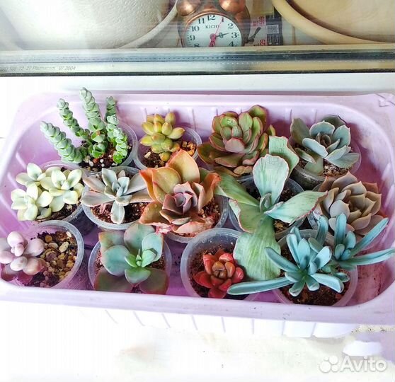 Суккуленты редкие красивые