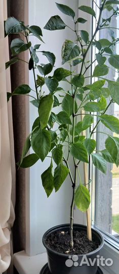 Рассада сладкого перца