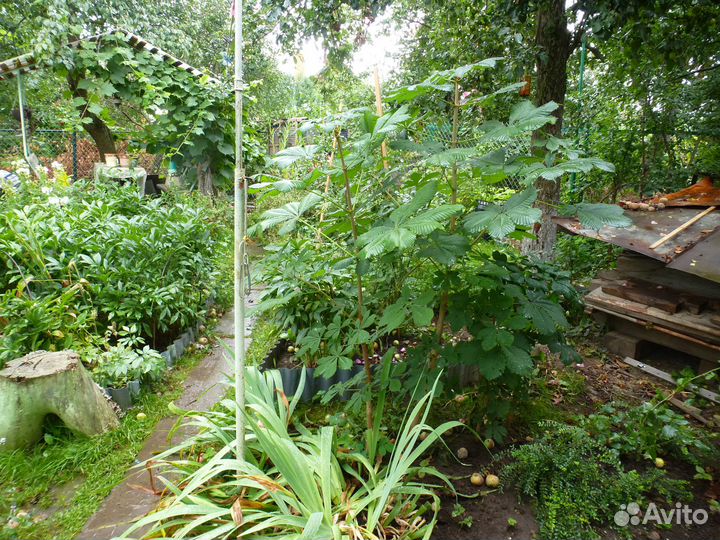 Каштан конский