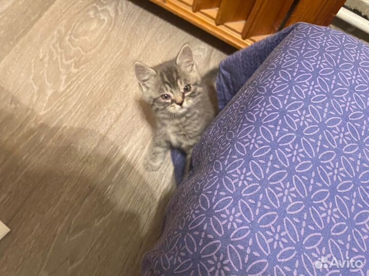 Бесплатные котята